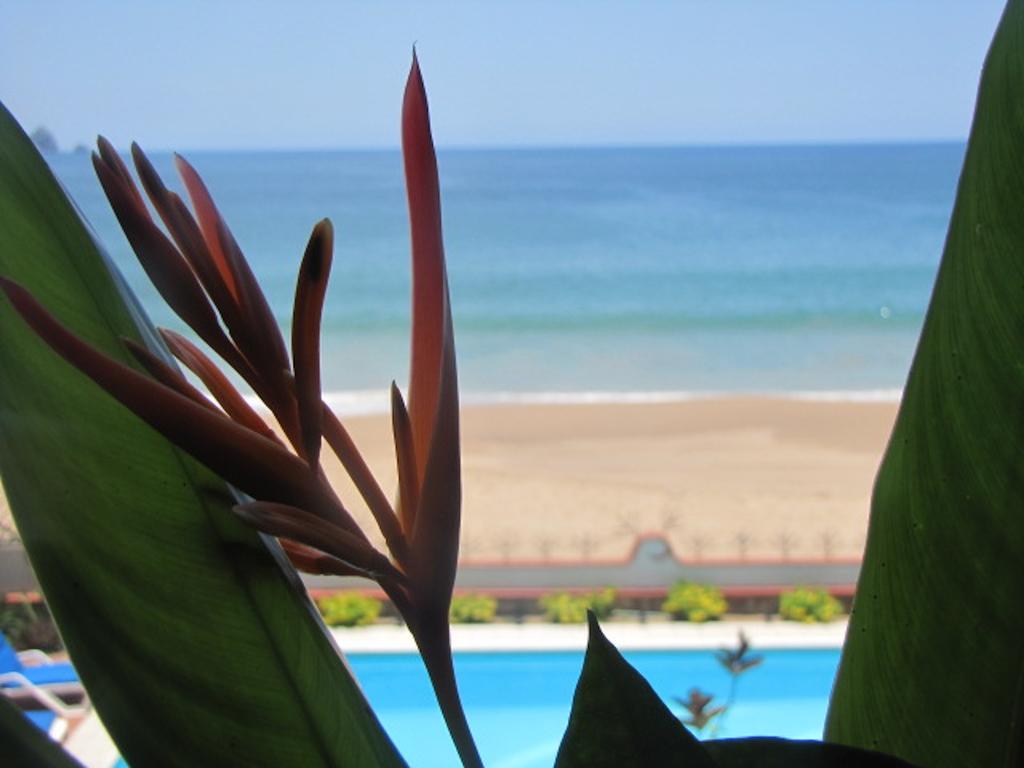 La Paloma Oceanfront Retreat Hotel San Patricio - Melaque Habitación foto